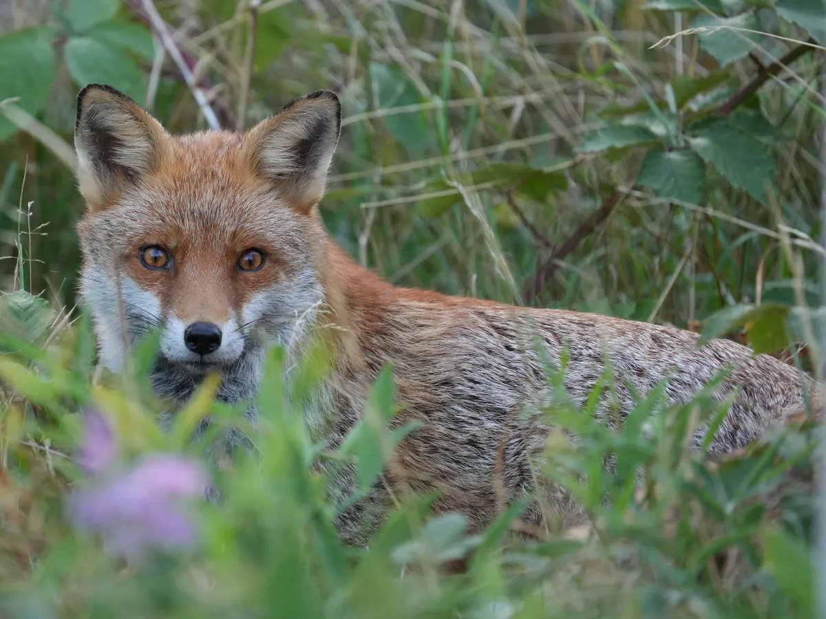 Fox with its detected subject box, eye landmarks and body keypoints marked.