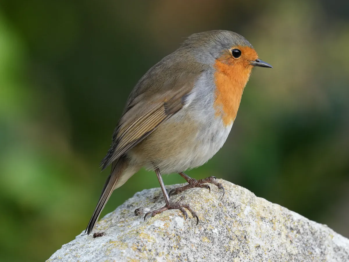 Robin with its detected subject box, eye landmarks and body keypoints marked.