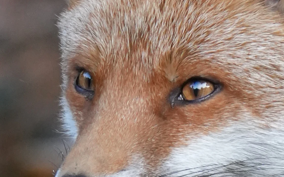 Fox eyes at 100%, crisp fur between the eyes. Score 85.