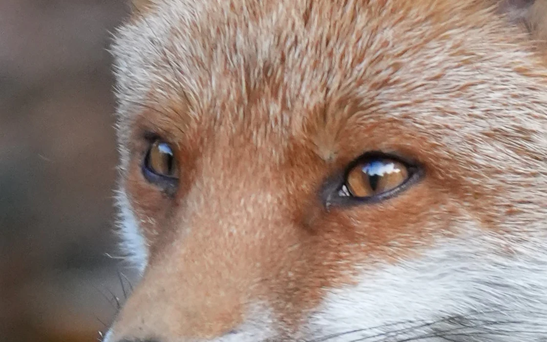 Same fox one frame earlier at 100%, softer fur between the eyes. Score 61.
