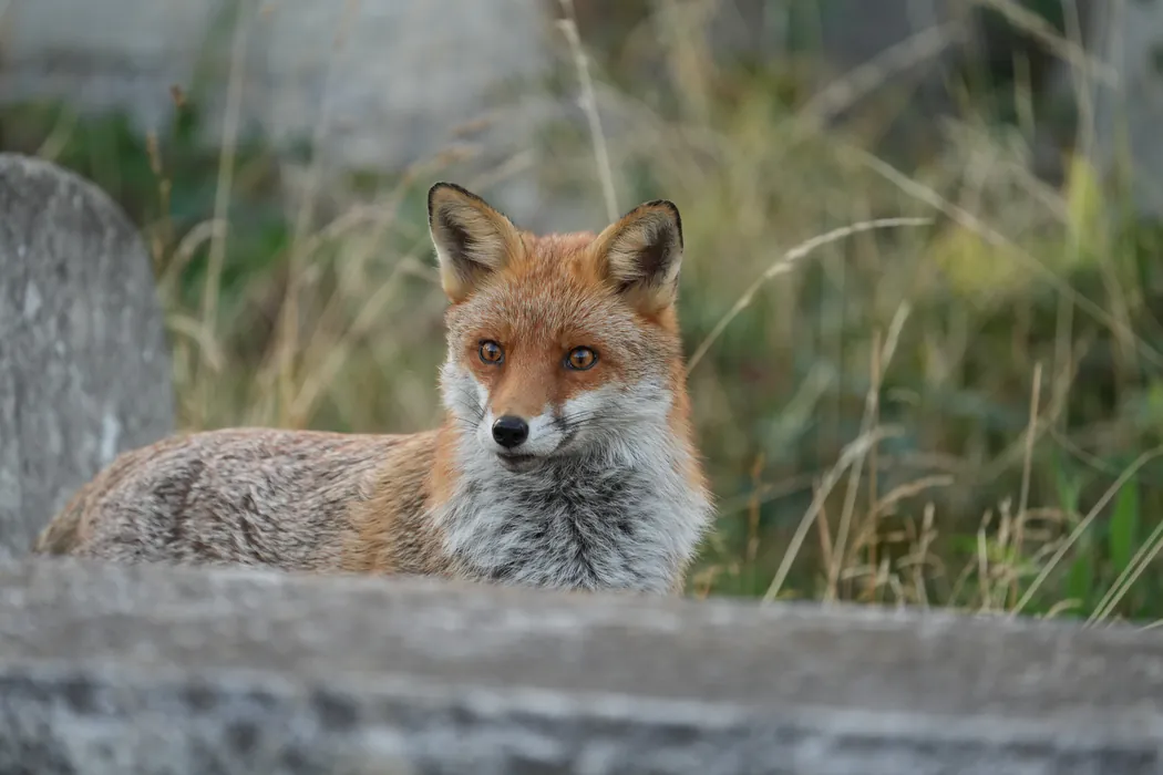 Fox lying behind a stone on the left of the frame, with its body pose keypoints drawn.