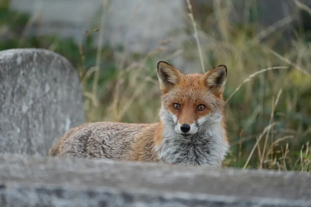 The same fox 0.2 seconds later, now in the middle of the frame after a pan, with the same pose keypoints.