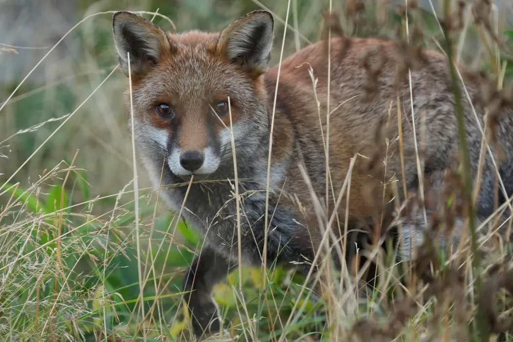 Under a minute later the fox stands in tall grass facing the camera; its keypoints form a different pose.