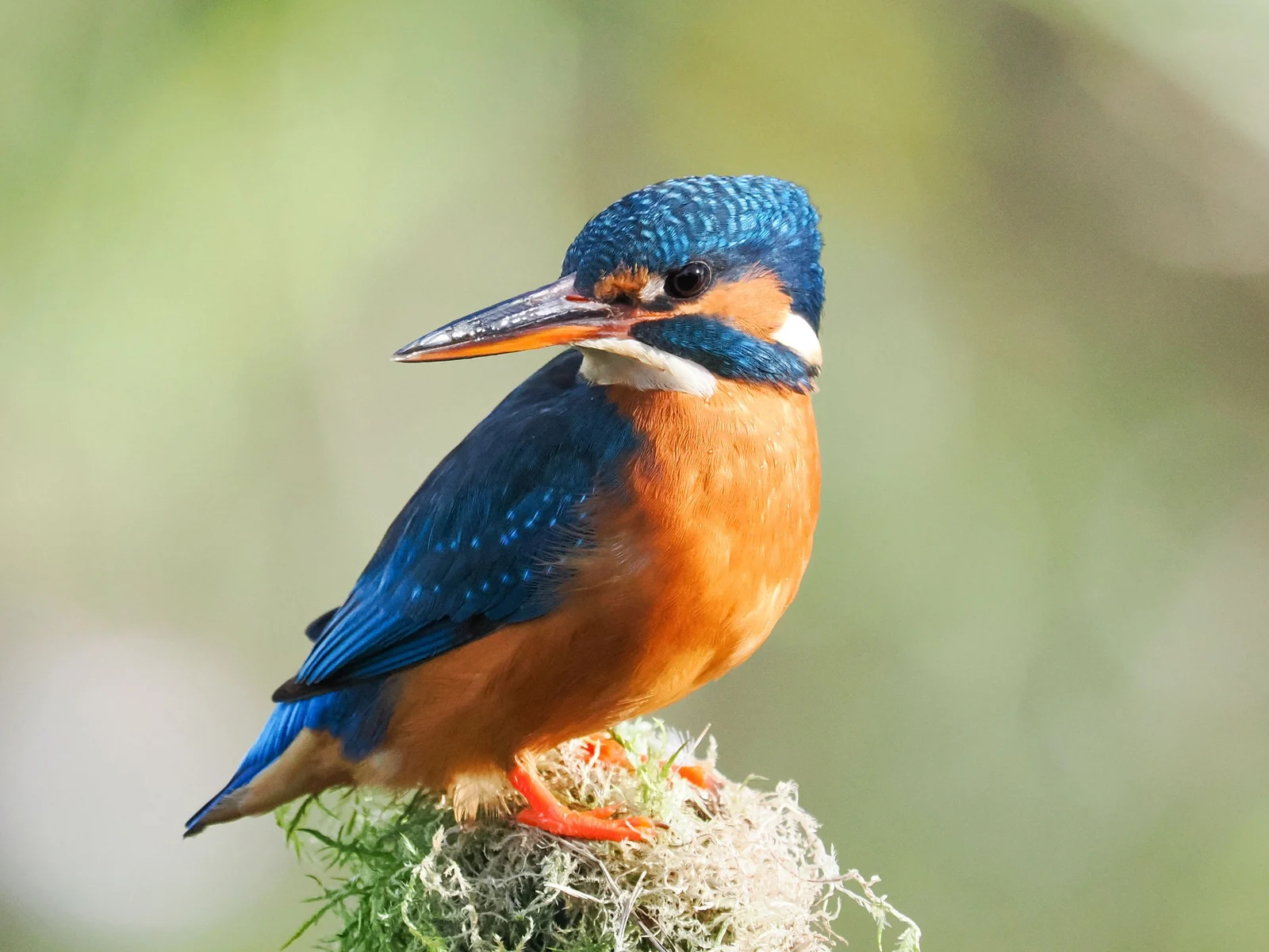 A blue and orange kingfisher perched on moss-covered wood against a blurred green background.
