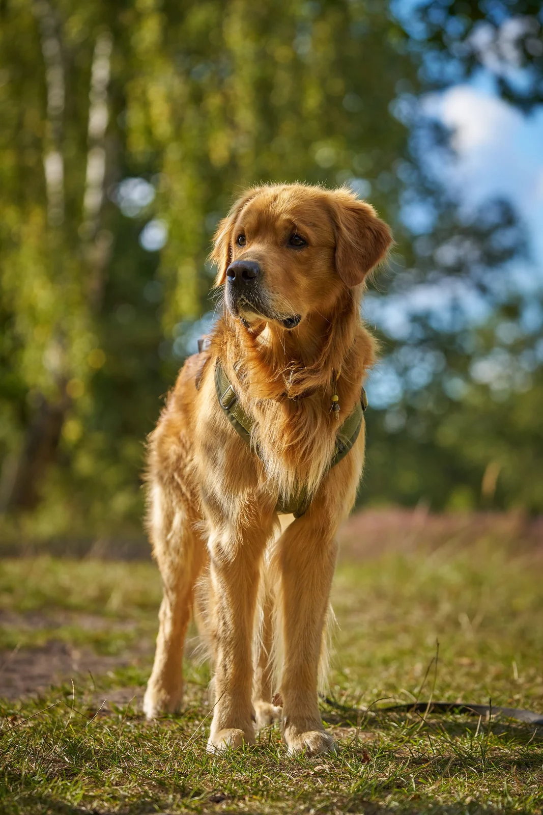 A golden retriever standing in a sunlit forest clearing, with its whole body visible.