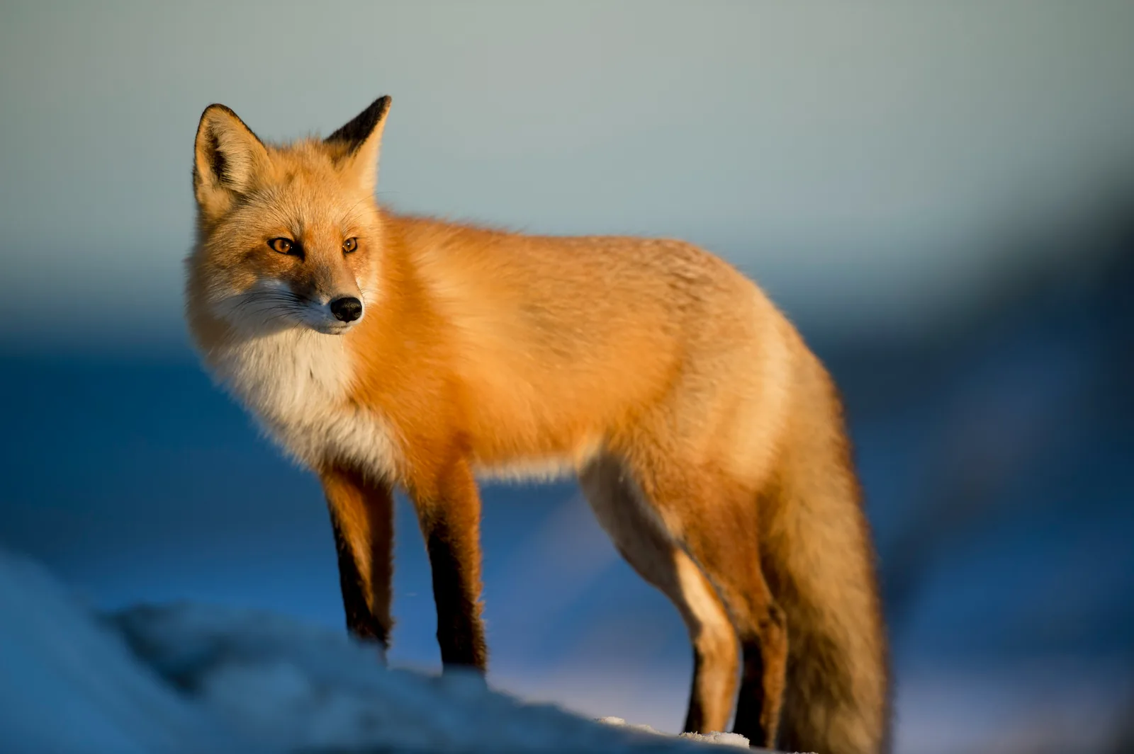 A red fox standing on snow in low golden light, looking to the left.